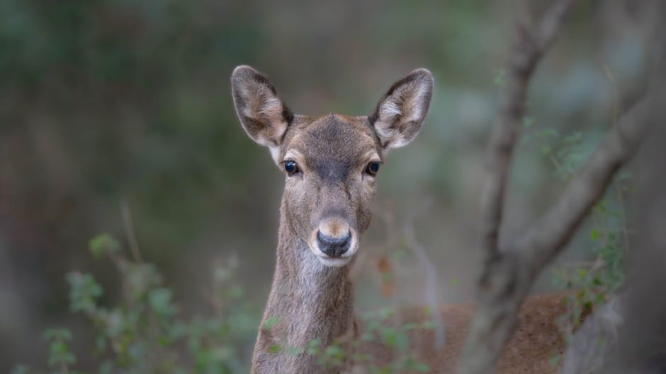 Wildlife in the British Countryside: What You Might See and How to Spot It