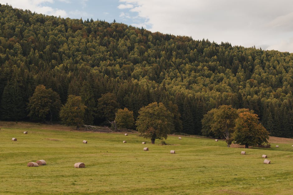 Understanding British Rural Landscapes: A Beginner's Guide